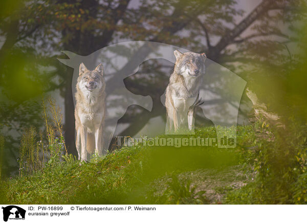 eurasian greywolf / PW-16899