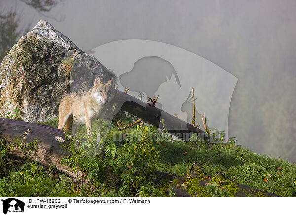 eurasian greywolf / PW-16902