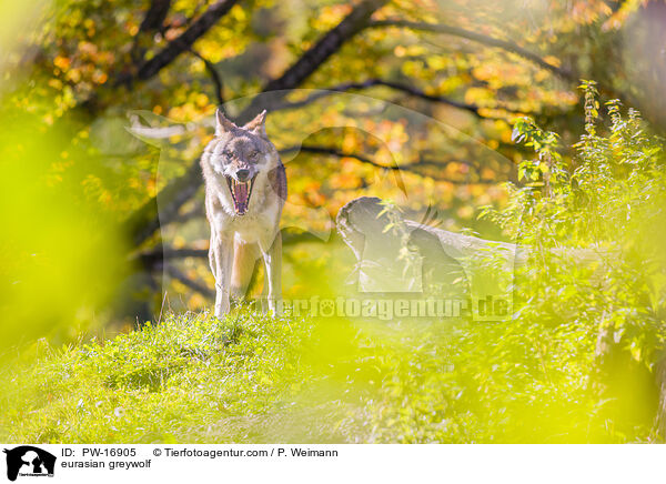 eurasian greywolf / PW-16905