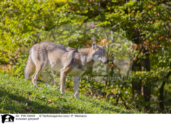 eurasian greywolf / PW-16909