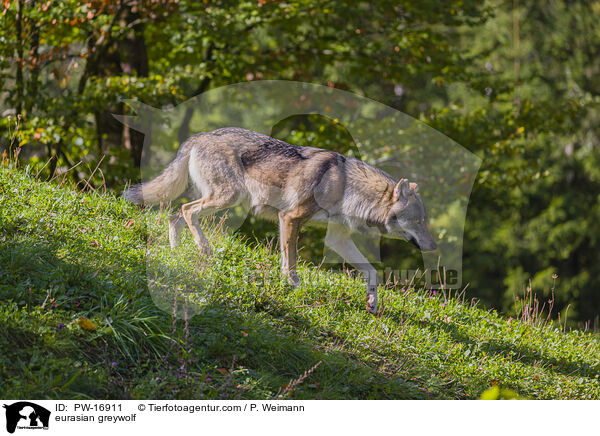 eurasian greywolf / PW-16911