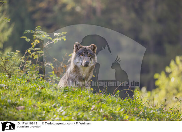 eurasian greywolf / PW-16913