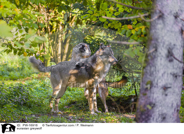 eurasian greywolf / PW-16916