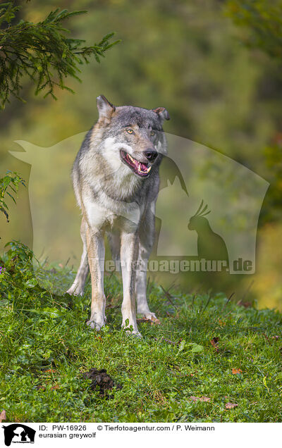 eurasian greywolf / PW-16926