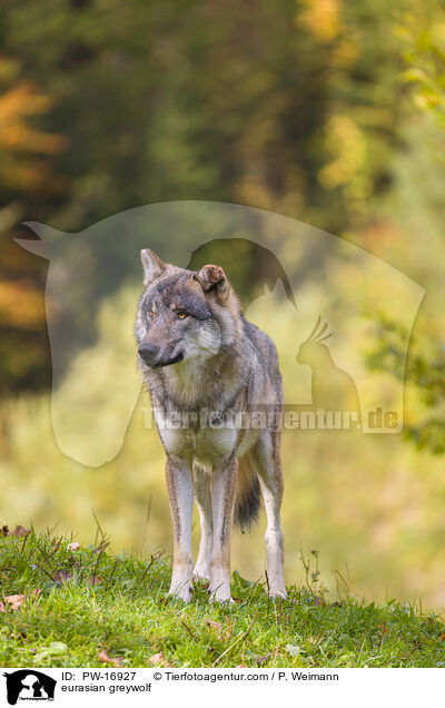 eurasian greywolf / PW-16927