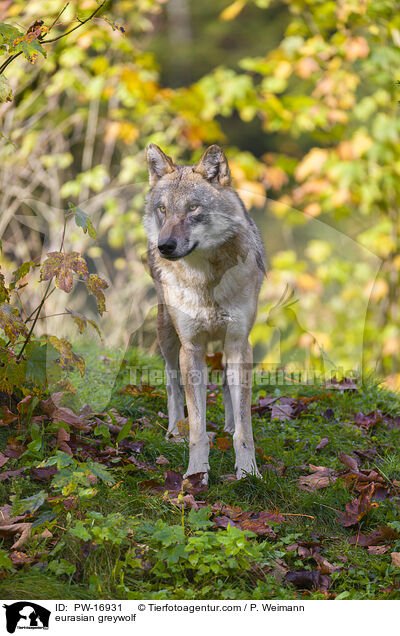 eurasian greywolf / PW-16931