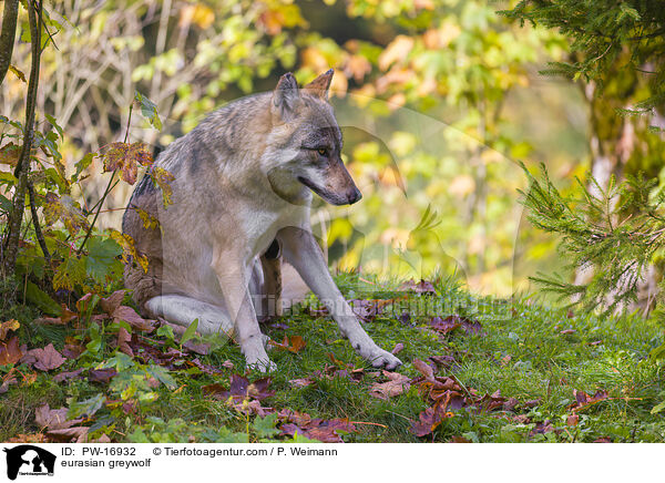 eurasian greywolf / PW-16932