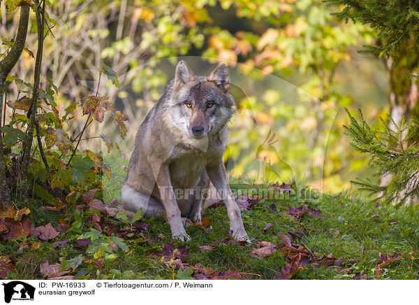 eurasian greywolf / PW-16933