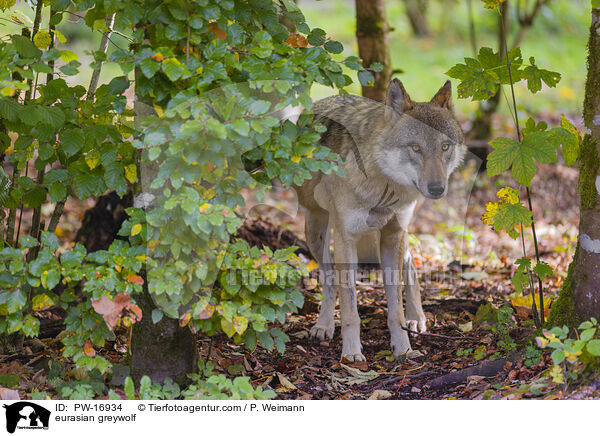 eurasian greywolf / PW-16934