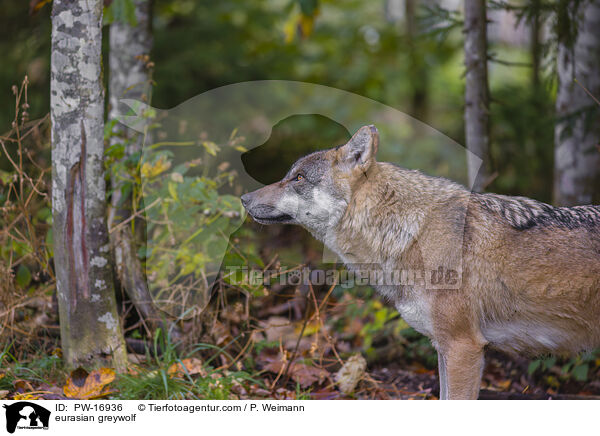 eurasian greywolf / PW-16936