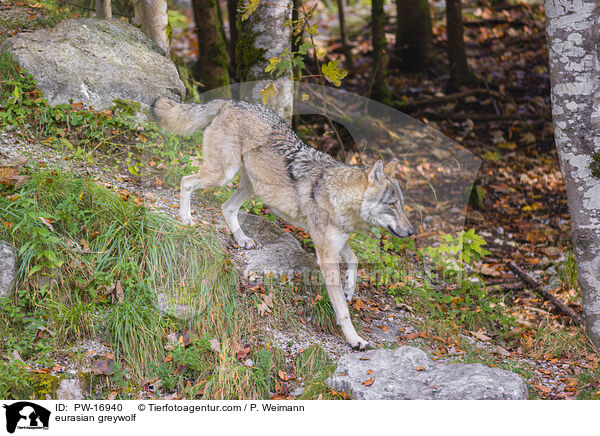 eurasian greywolf / PW-16940