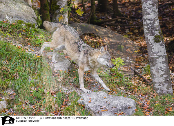 eurasian greywolf / PW-16941