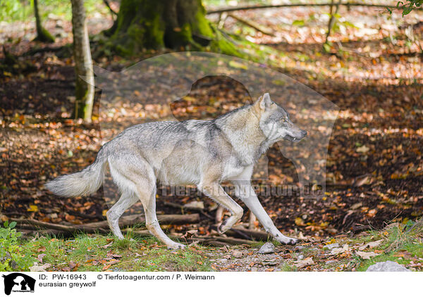 eurasian greywolf / PW-16943
