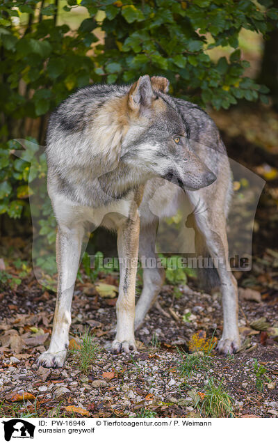 eurasian greywolf / PW-16946
