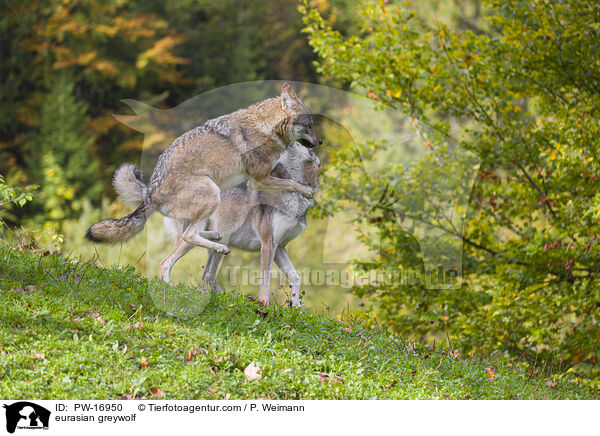 eurasian greywolf / PW-16950