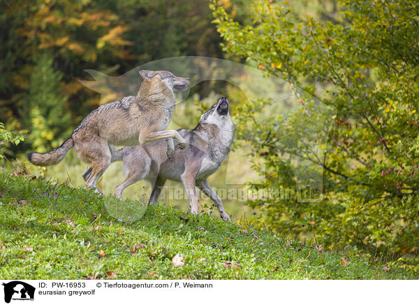 eurasian greywolf / PW-16953