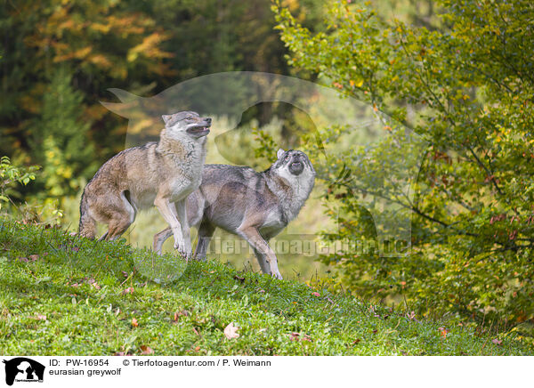 eurasian greywolf / PW-16954