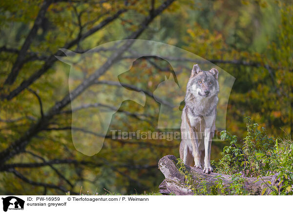 eurasian greywolf / PW-16959