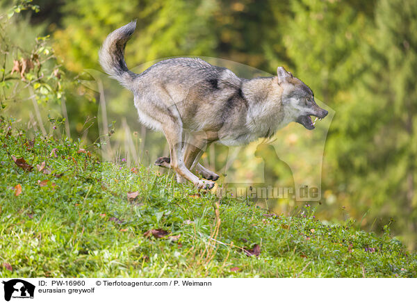 eurasian greywolf / PW-16960