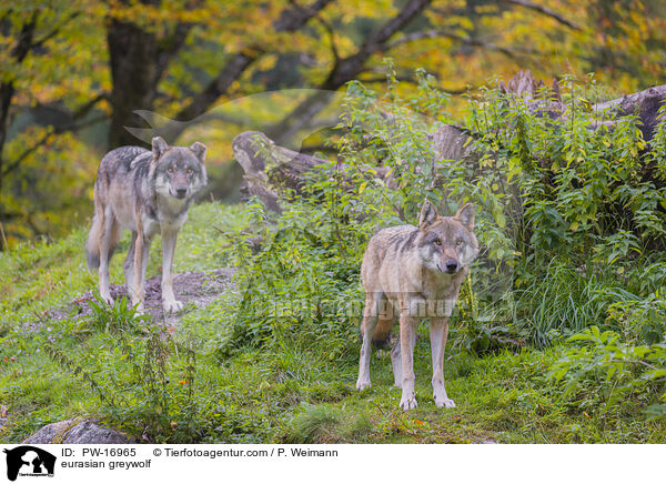 eurasian greywolf / PW-16965