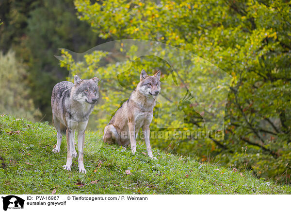 eurasian greywolf / PW-16967