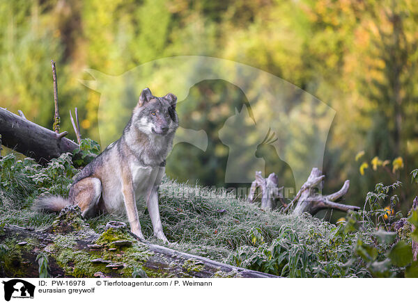 eurasian greywolf / PW-16978