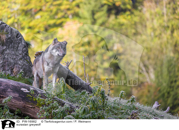 eurasian greywolf / PW-16982