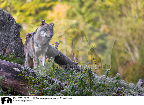 eurasian greywolf / PW-16983