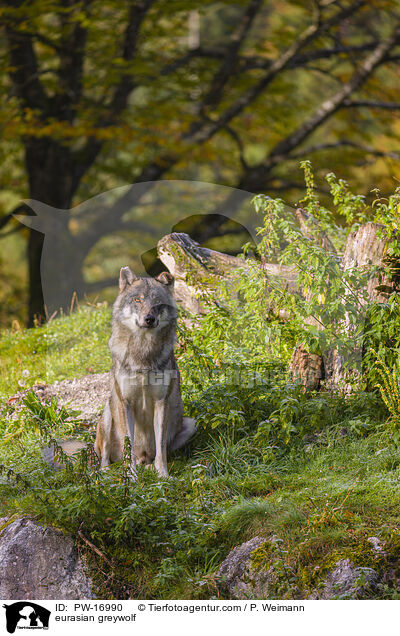 eurasian greywolf / PW-16990