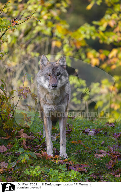 eurasian greywolf / PW-17001