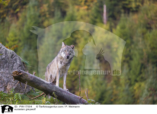 eurasian greywolf / PW-17004