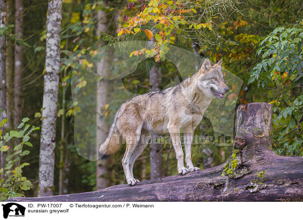 eurasian greywolf / PW-17007
