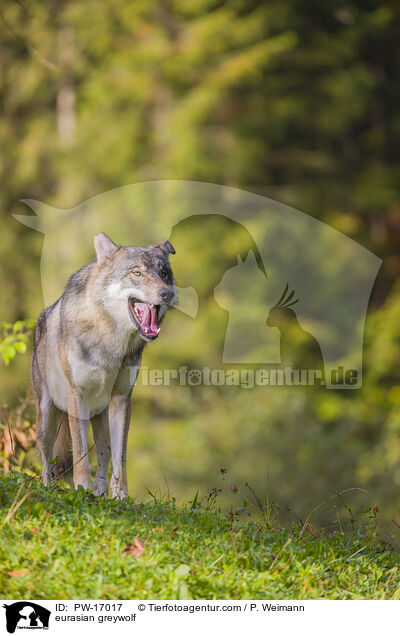 eurasian greywolf / PW-17017
