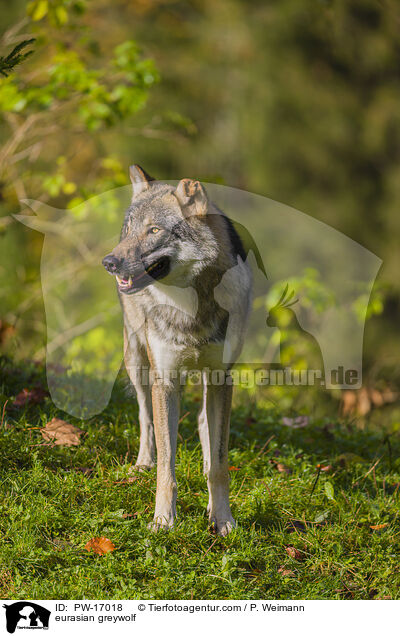 eurasian greywolf / PW-17018