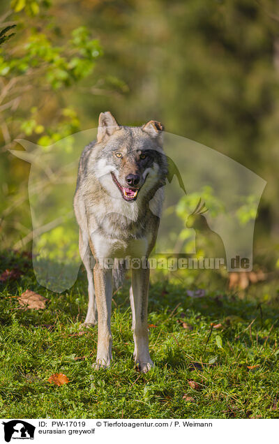 eurasian greywolf / PW-17019
