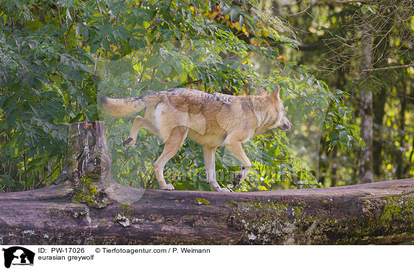 eurasian greywolf / PW-17026