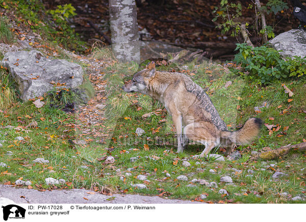 eurasian greywolf / PW-17028
