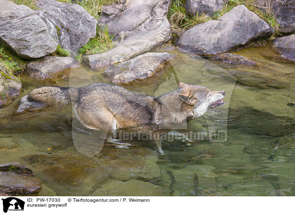 eurasian greywolf / PW-17030