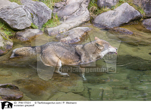 eurasian greywolf / PW-17031
