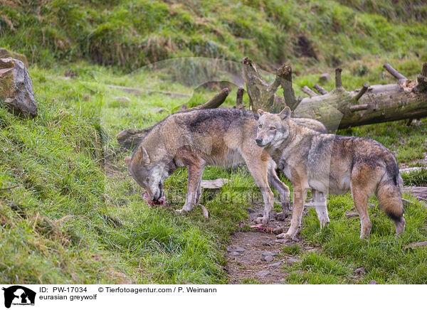 Eurasischer Grauwolf / eurasian greywolf / PW-17034