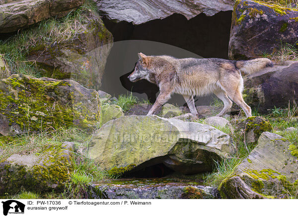 eurasian greywolf / PW-17036