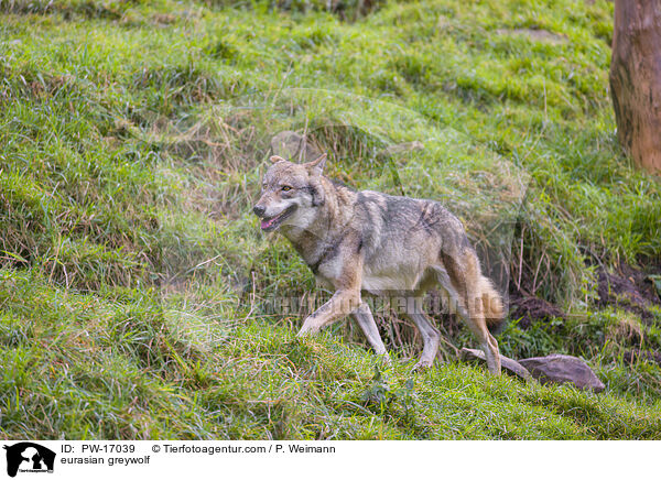 eurasian greywolf / PW-17039