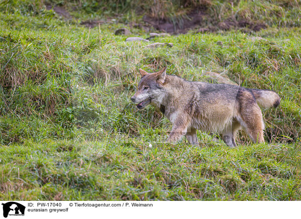 eurasian greywolf / PW-17040