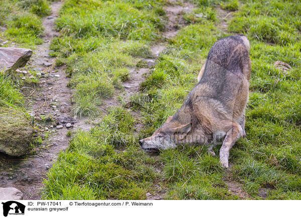 eurasian greywolf / PW-17041