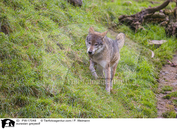 eurasian greywolf / PW-17048
