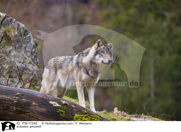 Eurasischer Grauwolf / eurasian greywolf / PW-17246