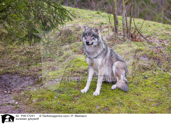 eurasian greywolf / PW-17251