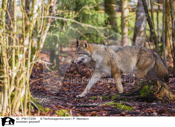 Eurasischer Grauwolf / eurasian greywolf / PW-17256