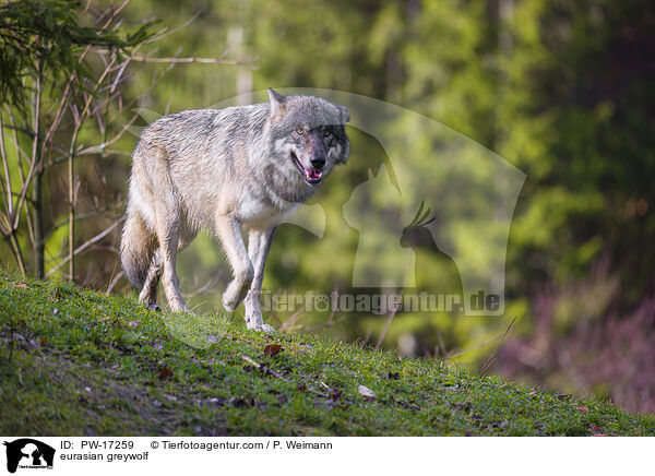eurasian greywolf / PW-17259