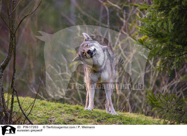 eurasian greywolf / PW-17263